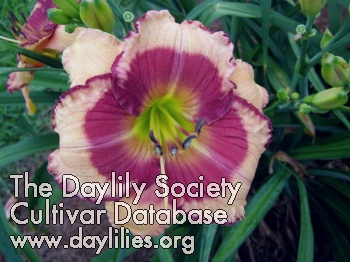 Daylily Radical Raspberry